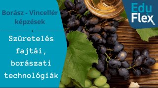 Szüretelés fajtái, borászati technológiák