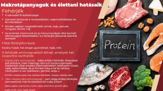 Élelmiszerismeret II - Az emberi emésztés folyamata. Az egyes tápanyagok élettani hatásai.