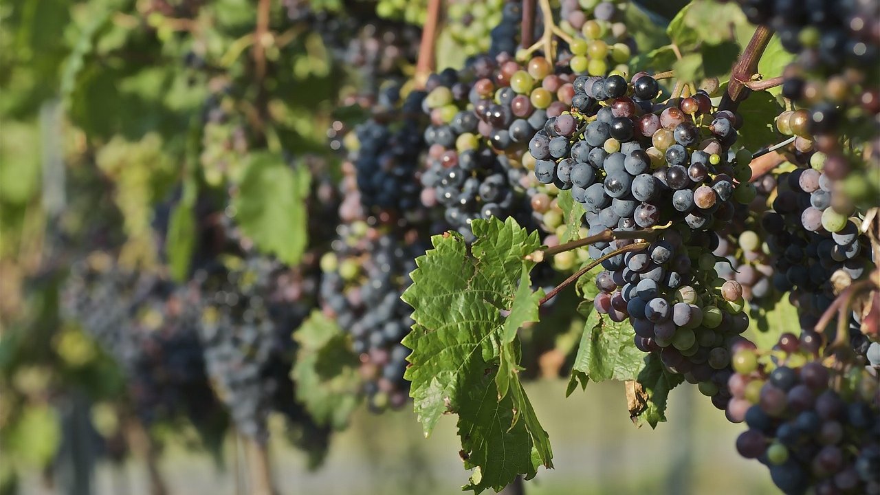 Vincellér 07214016