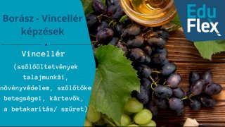 Szőlőültetvények talajmunkái, növényvédelem, szőlőtők betegségei, kártevők. Betakarítás, szüret.