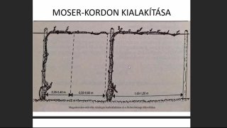 Tervek, telepítés, ültetvény, támaszok, művelések, metszés, tápanyagok, vírusok